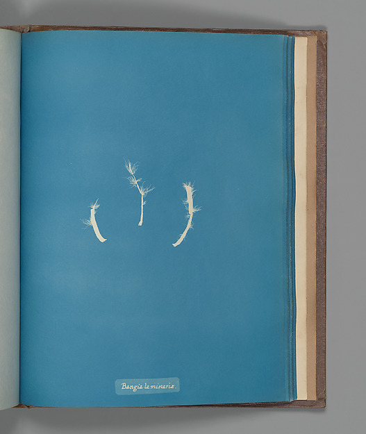Anna Atkins's Bangia laminarae cyanotype shows how a scientific specimen can become a graphic image without losing its documentary purpose.