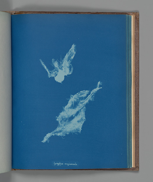 The white form in Lyngbya majuscula is not drawn; it is the trace of an object blocking light.