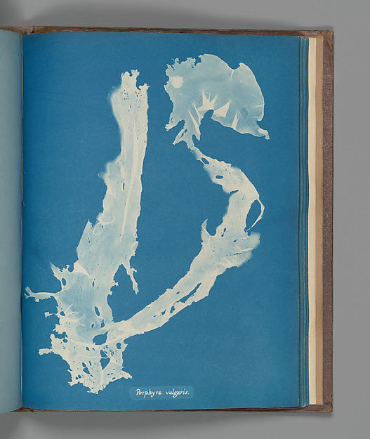 Porphyra vulgaris shows why the Atkins archive still feels modern: taxonomy, silhouette and abstraction share the same page.